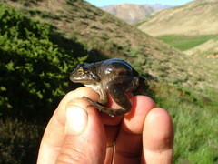 Pleurodema bufoninum