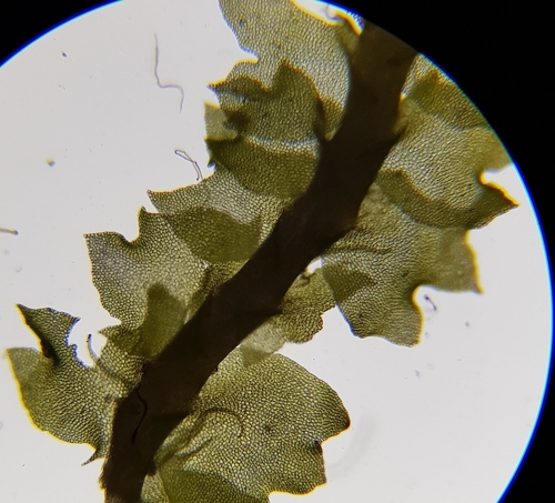 Image of Neoorthocaulis floerkei by (c) Helen Waterman, some rights reserved (CC BY)