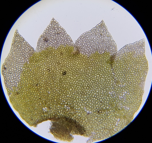 Image of Neoorthocaulis floerkei by (c) Helen Waterman, some rights reserved (CC BY)