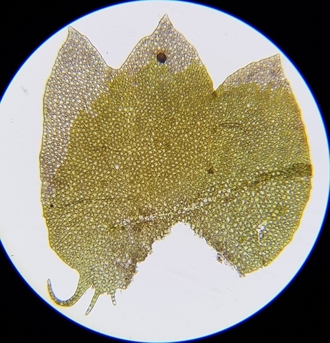 Image of Neoorthocaulis floerkei by (c) Helen Waterman, some rights reserved (CC BY)