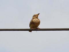 Galerida magnirostris magnirostris