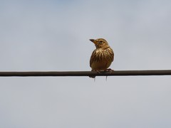 Galerida magnirostris magnirostris
