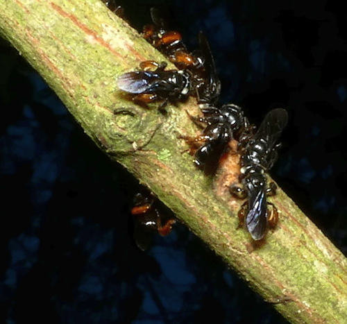 Photo of Spiny-legged Stingless bee (Trigona spinipes)