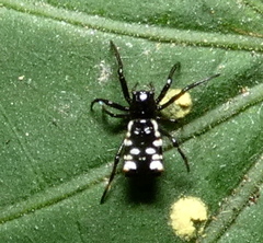 Micrathena patruelis