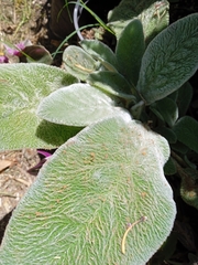 Stenachaenium riedelii