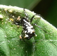 Micrathena patruelis
