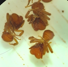 Sericomyrmex