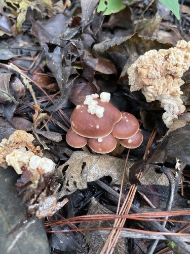 Filobasidiaceae image