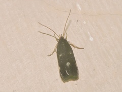 Antiochtha