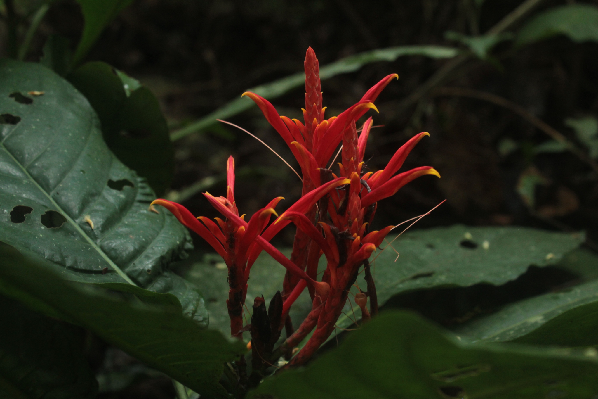 Aphelandra barkleyi Leonard
