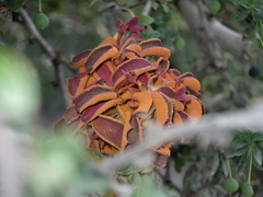 Puccinia magellanica