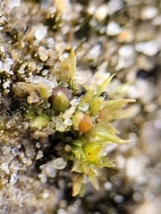 Physcomitrium patens