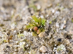 Physcomitrium patens