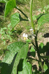 Solanum furcatum