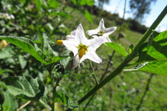 Solanum furcatum