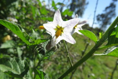Solanum furcatum