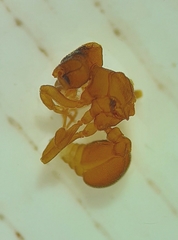 Cyphomyrmex