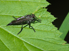Machimus notatus