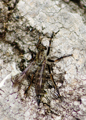 Machimus notatus