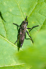 Machimus notatus