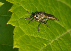 Machimus notatus