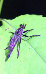Machimus notatus