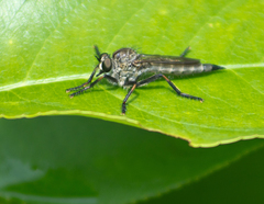 Machimus notatus