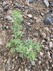 Lotus arabicus