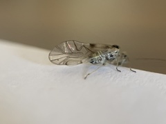 Teliapsocus