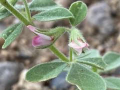 Lotus arabicus