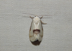 Negeta luminosa