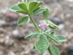 Lotus arabicus