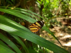 Hypothyris ninonia daeta