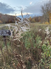Chamaenerion angustifolium