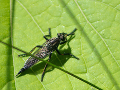 Machimus notatus