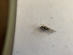 Teliapsocus