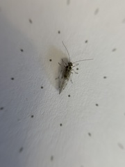 Teliapsocus