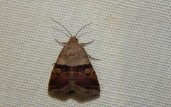 Ozarba megaplaga