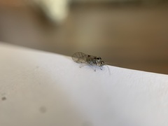 Teliapsocus