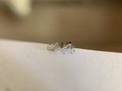 Teliapsocus