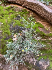 Perityle tenella