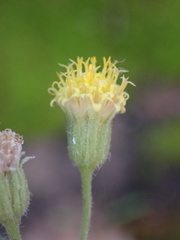 Perityle tenella