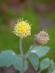 Perityle tenella