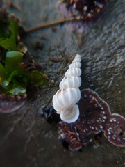Epitonium sawinae
