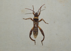 Tupalus fasciatus