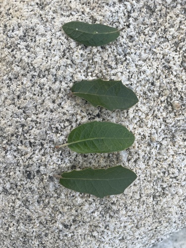 Brandegee Oak