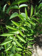 Sambucus palmensis