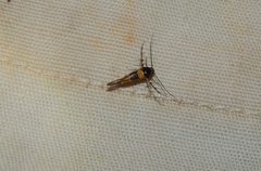 Stathmopoda luminata