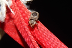 Pseudeuparius