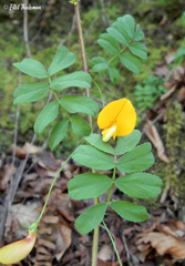 Adesmia denticulata